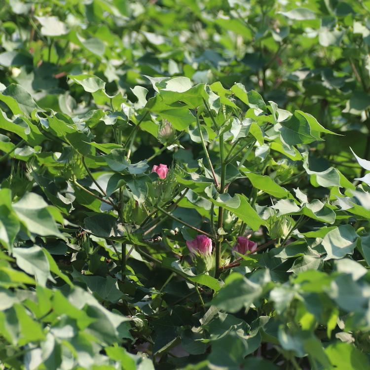 Cotton growers can apply for Climate Smart Cotton Program